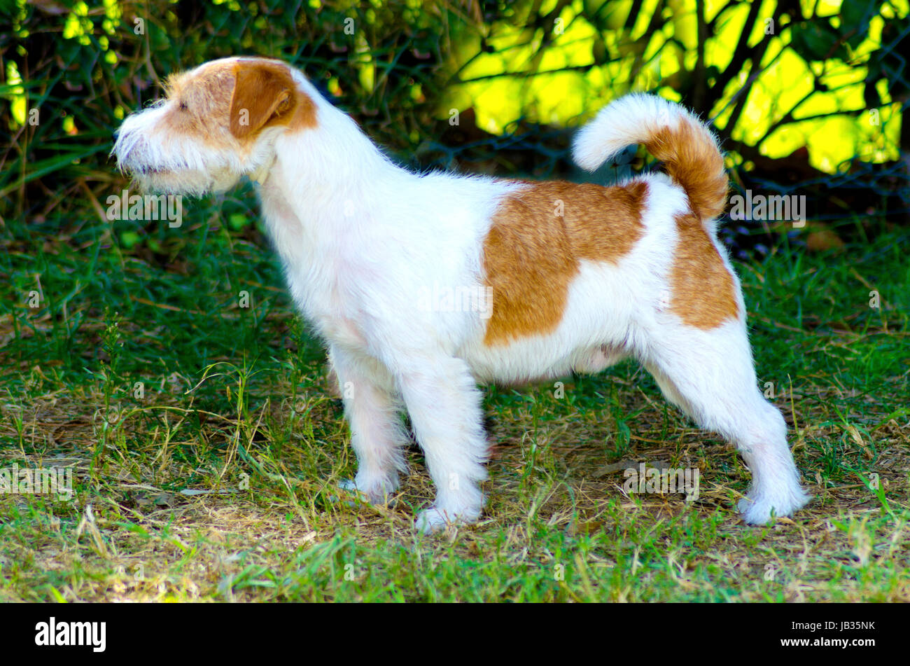 A profile view of a small white and tan rough coated Jack Russell