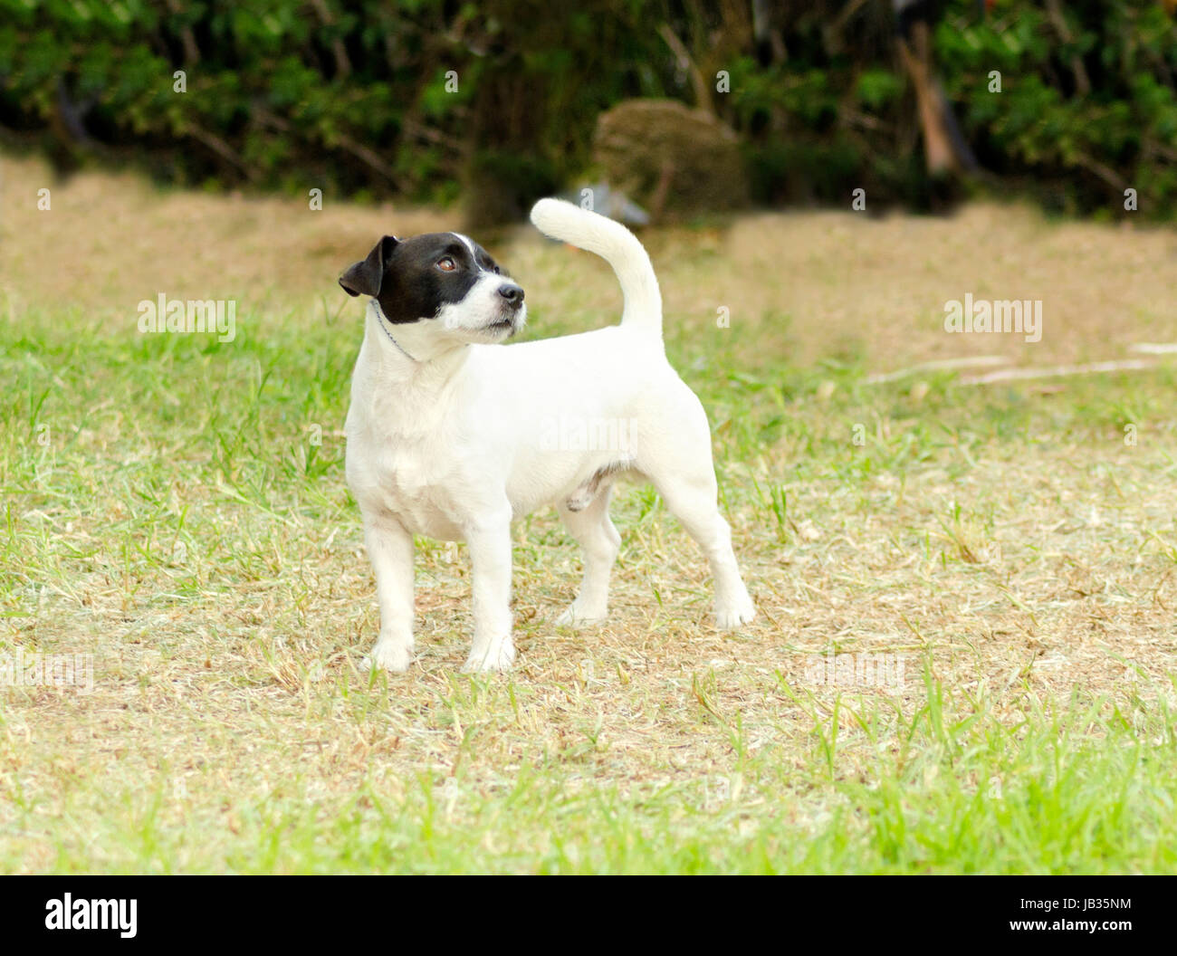 Rough coated jack russell hires stock photography and images Alamy