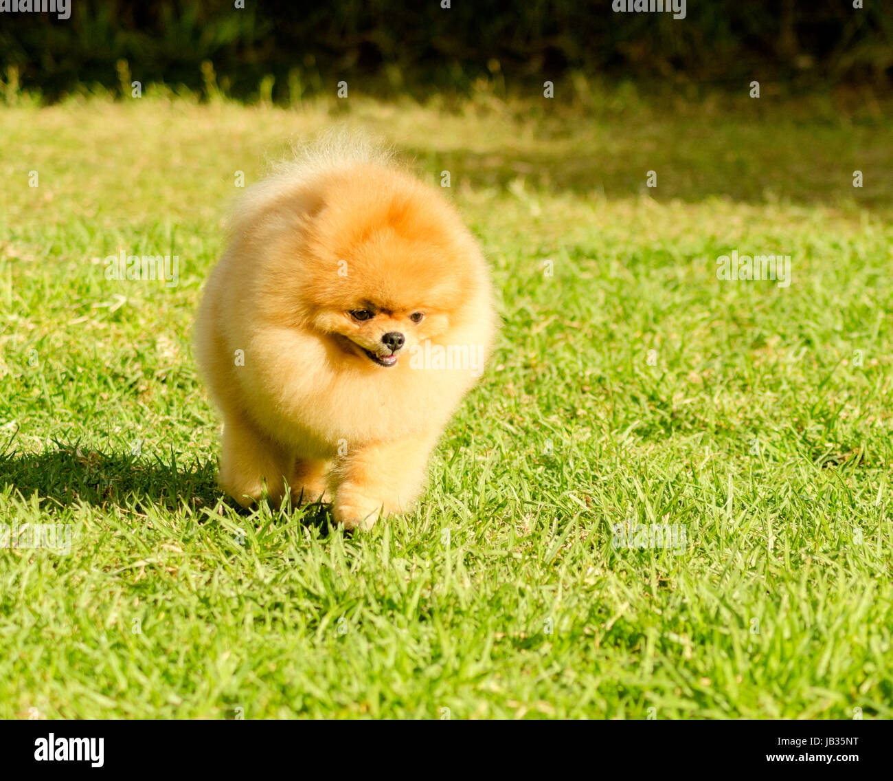 A small young beautiful fluffy orange pomeranian puppy dog walking on grass. Pom dogs are considered to be in the toy category and make very good companion dogs Stock Photo -