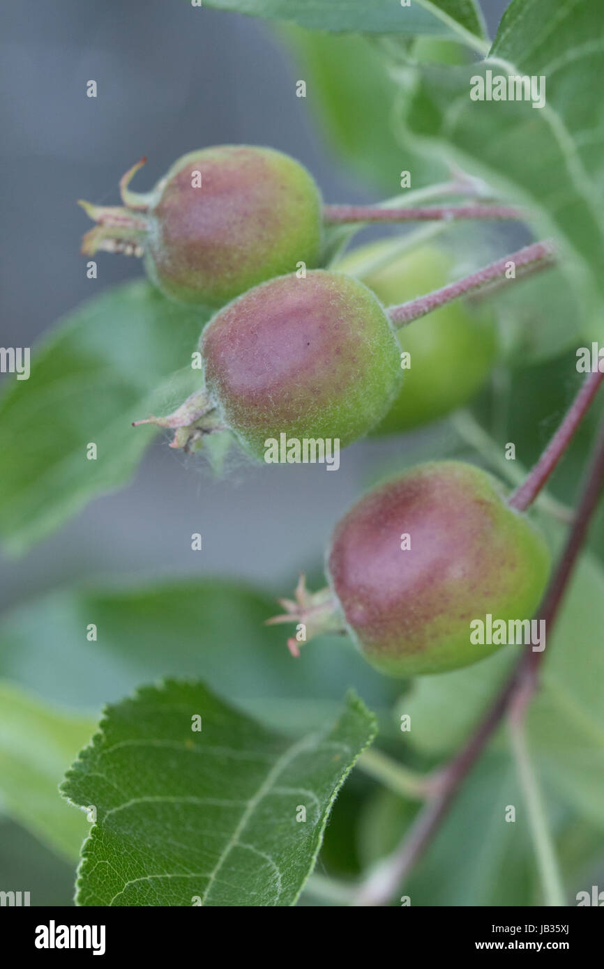 New apples growing in spring Stock Photo - Alamy
