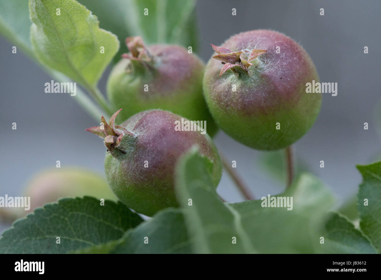 New apples growing in spring Stock Photo - Alamy