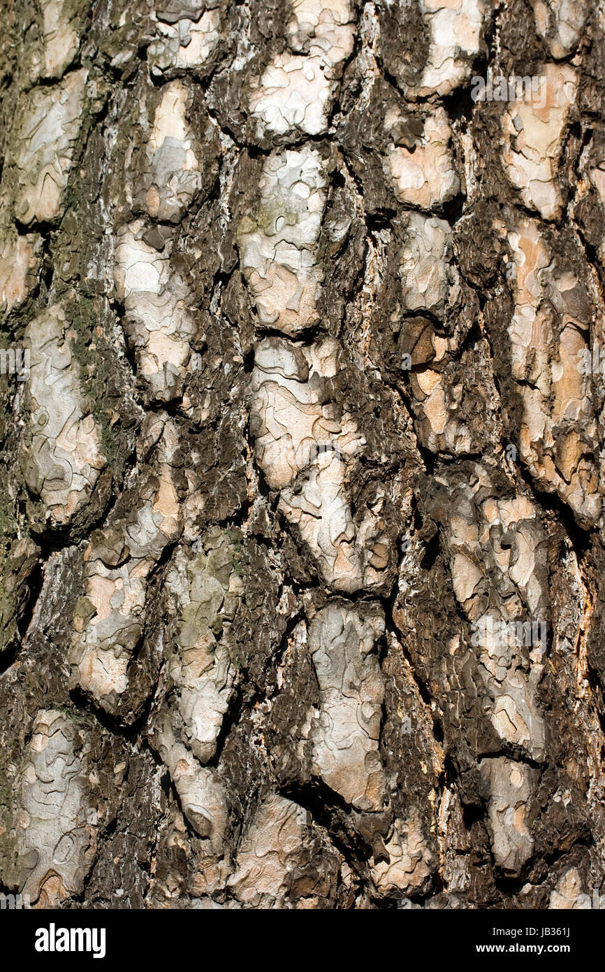 Old pine bark texture background Stock Photo - Alamy
