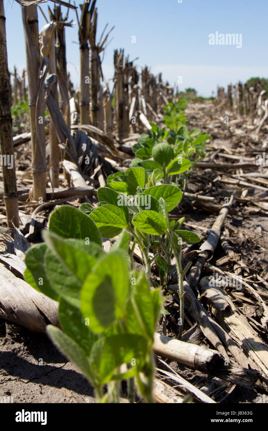 Soybean crop drilled into corn stover Stock Photo Alamy
