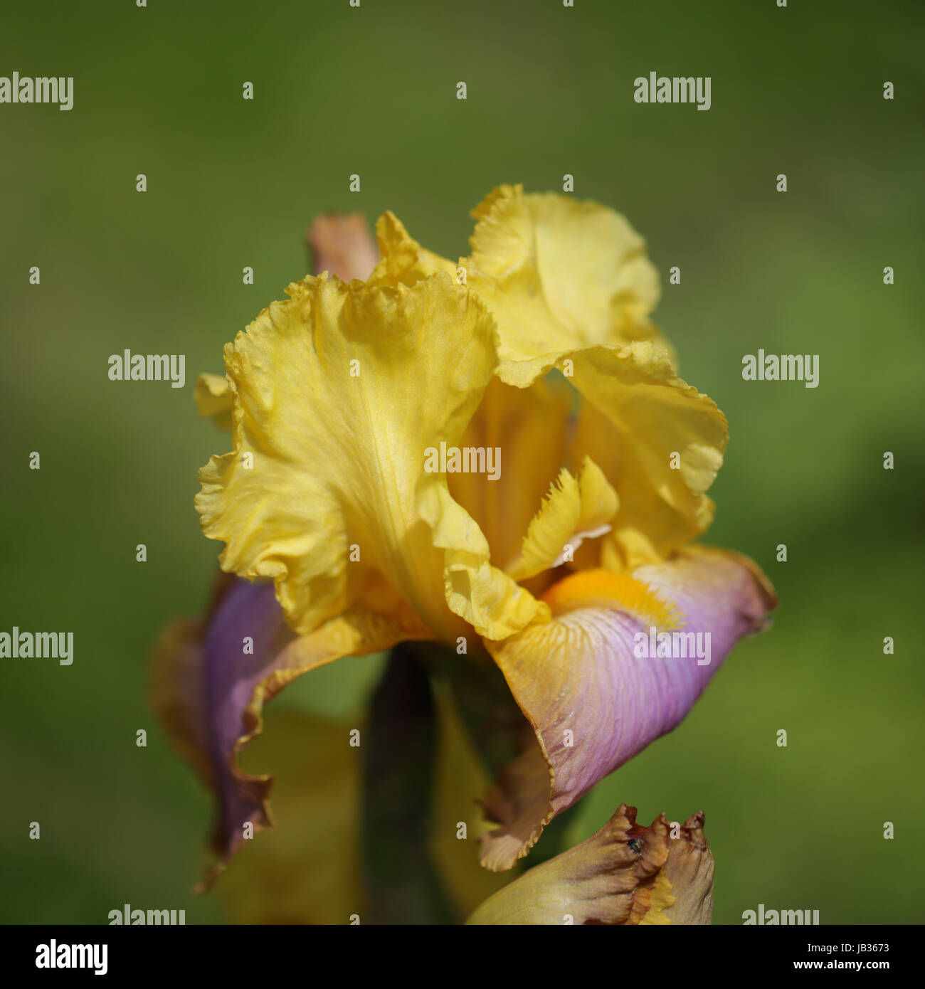 Nahaufnahme einer Schwertlilie, unscharfer Hintergrund Stock Photo