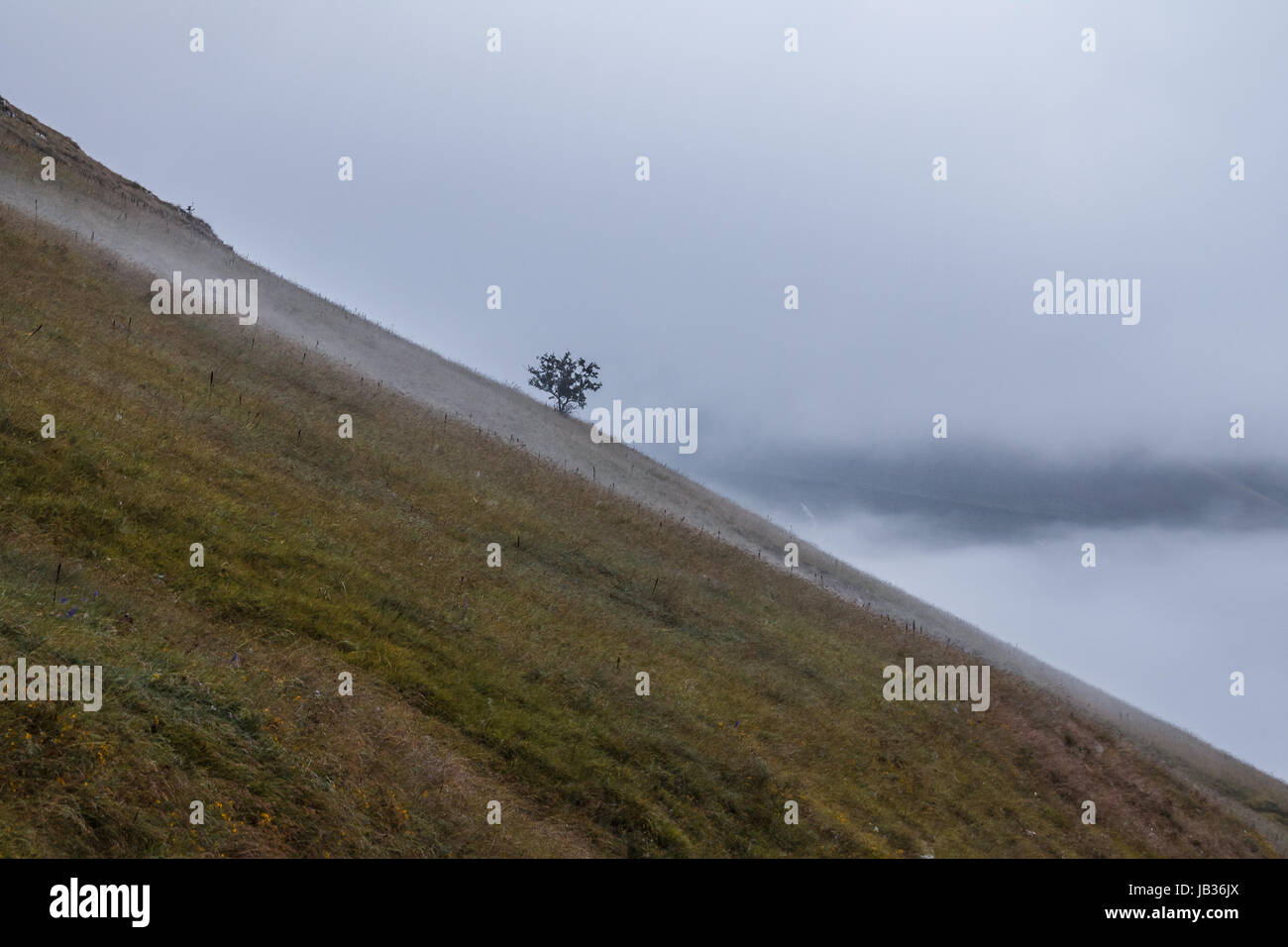 A lonely tree on the side of a mountain, with fog and mist below Stock ...