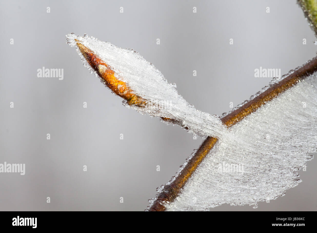 hoarfrost structures Stock Photo