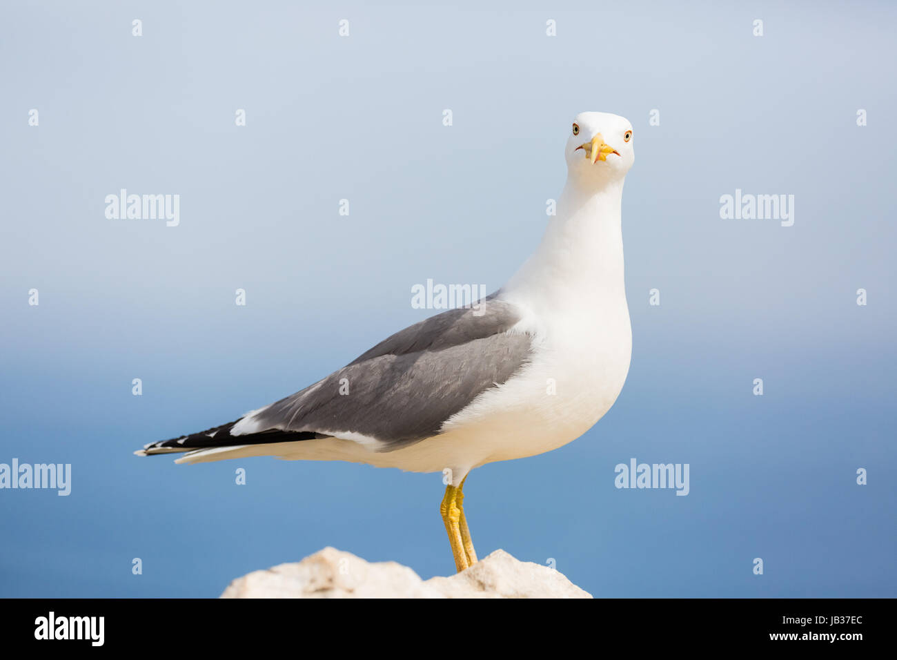 Seagull standing on rock Stock Photo
