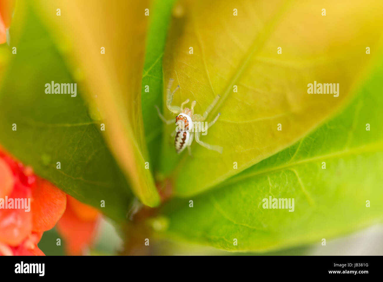 Garden Spider on leaves close up Stock Photo - Alamy