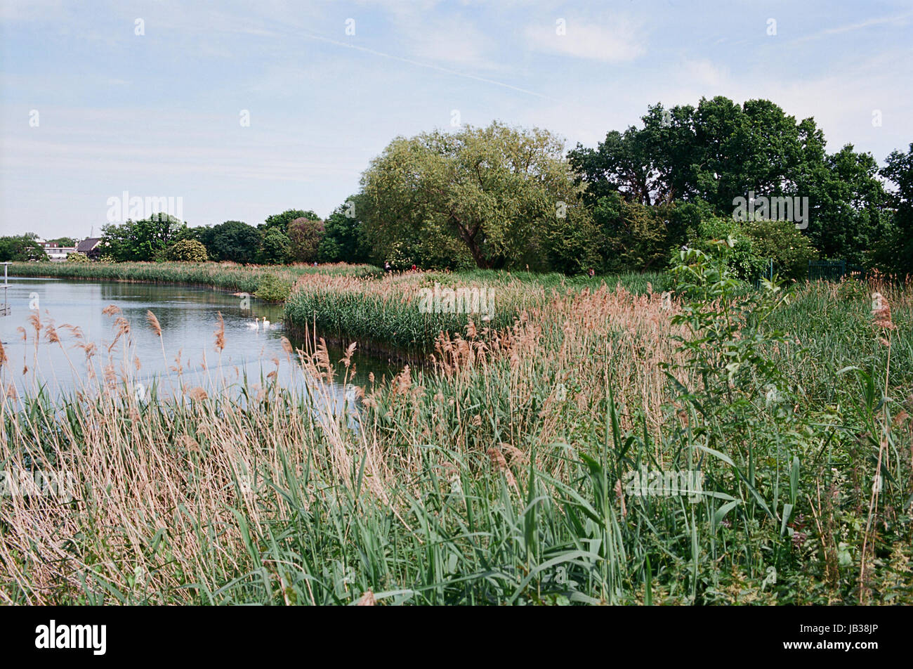 Woodberry Wetlands near Stoke Newington, North London UK Stock Photo