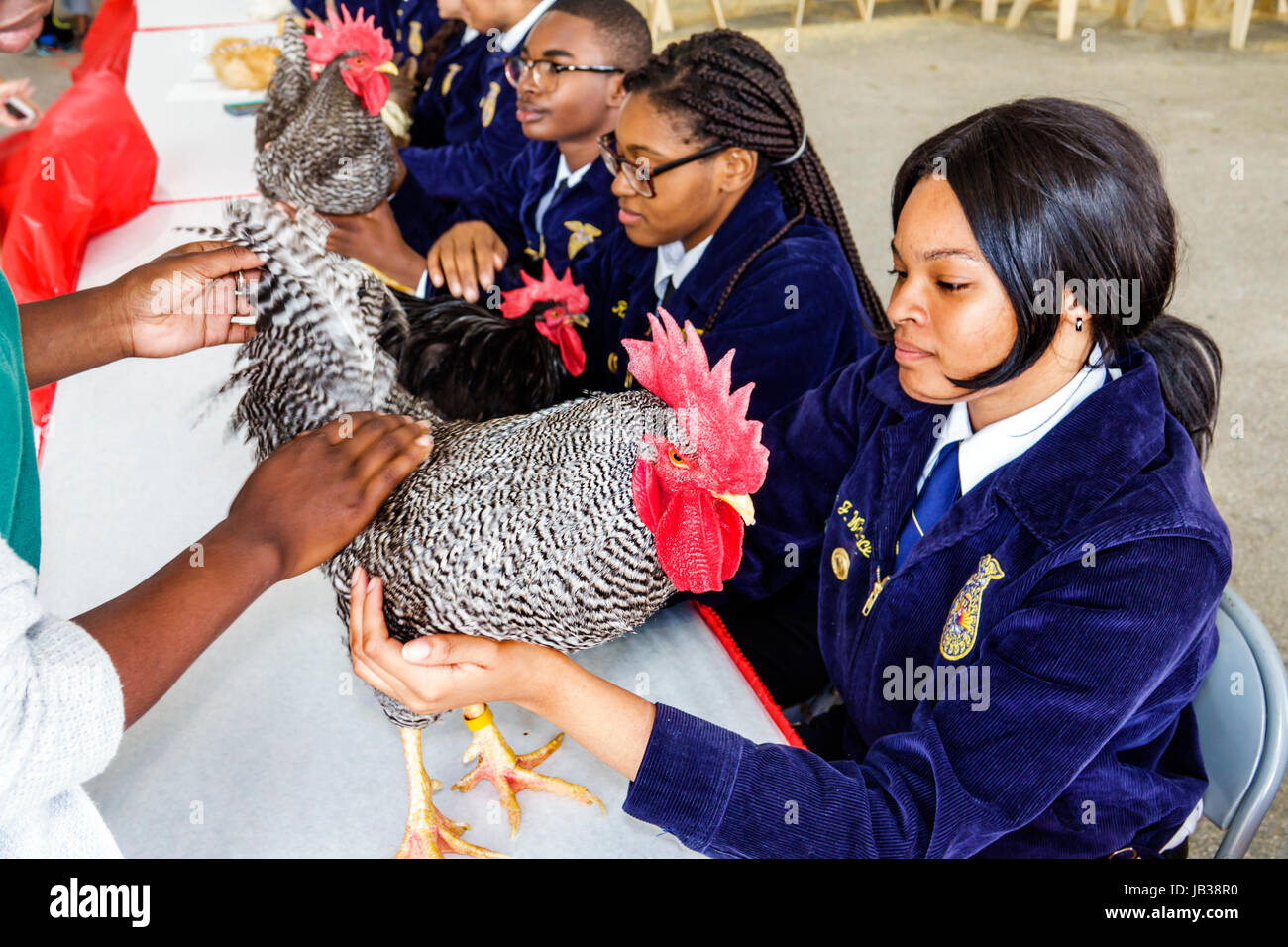Miami Florida,Tamiami Park,Miami-Dade County Youth Fair & Exposition,county fair,animal husbandry,poultry competition,Black girl girls,female kid kids Stock Photo