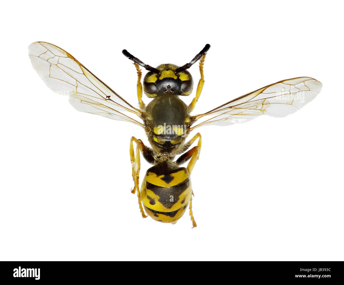 German Wasp on white Background  -  Vespula germanica (Fabricius, 1793) Stock Photo
