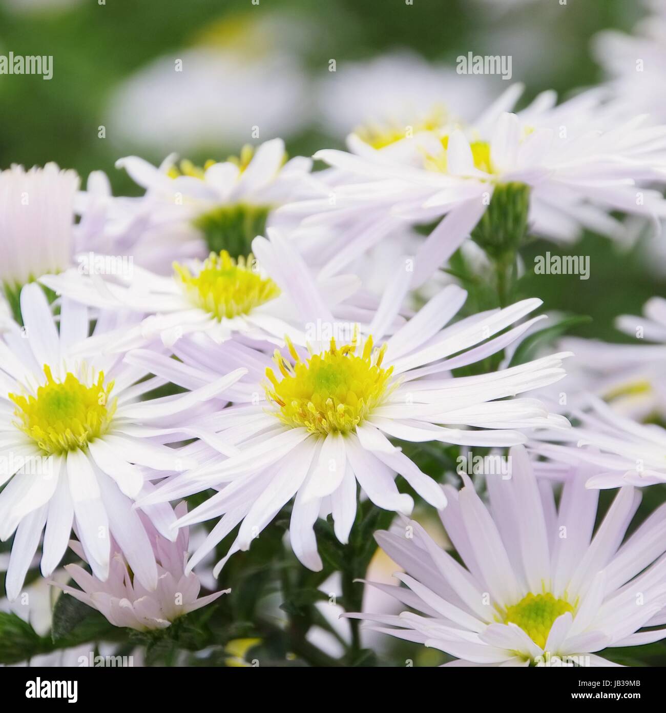 Aster weiss - Aster white 02 Stock Photo