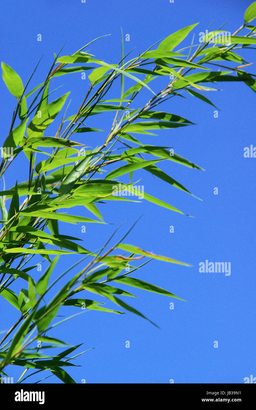 Bambus bambuseae blatt rohr gras schilf halm pflanze hi-res stock  photography and images - Alamy