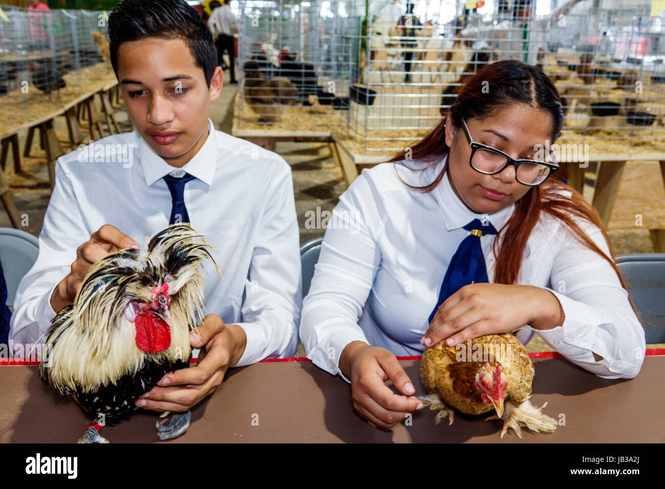 Miami Florida,Tamiami Park,Miami-Dade County Youth Fair & Exposition,county fair,animal husbandry,poultry competition,Hispanic Latin Latino ethnic imm Stock Photo