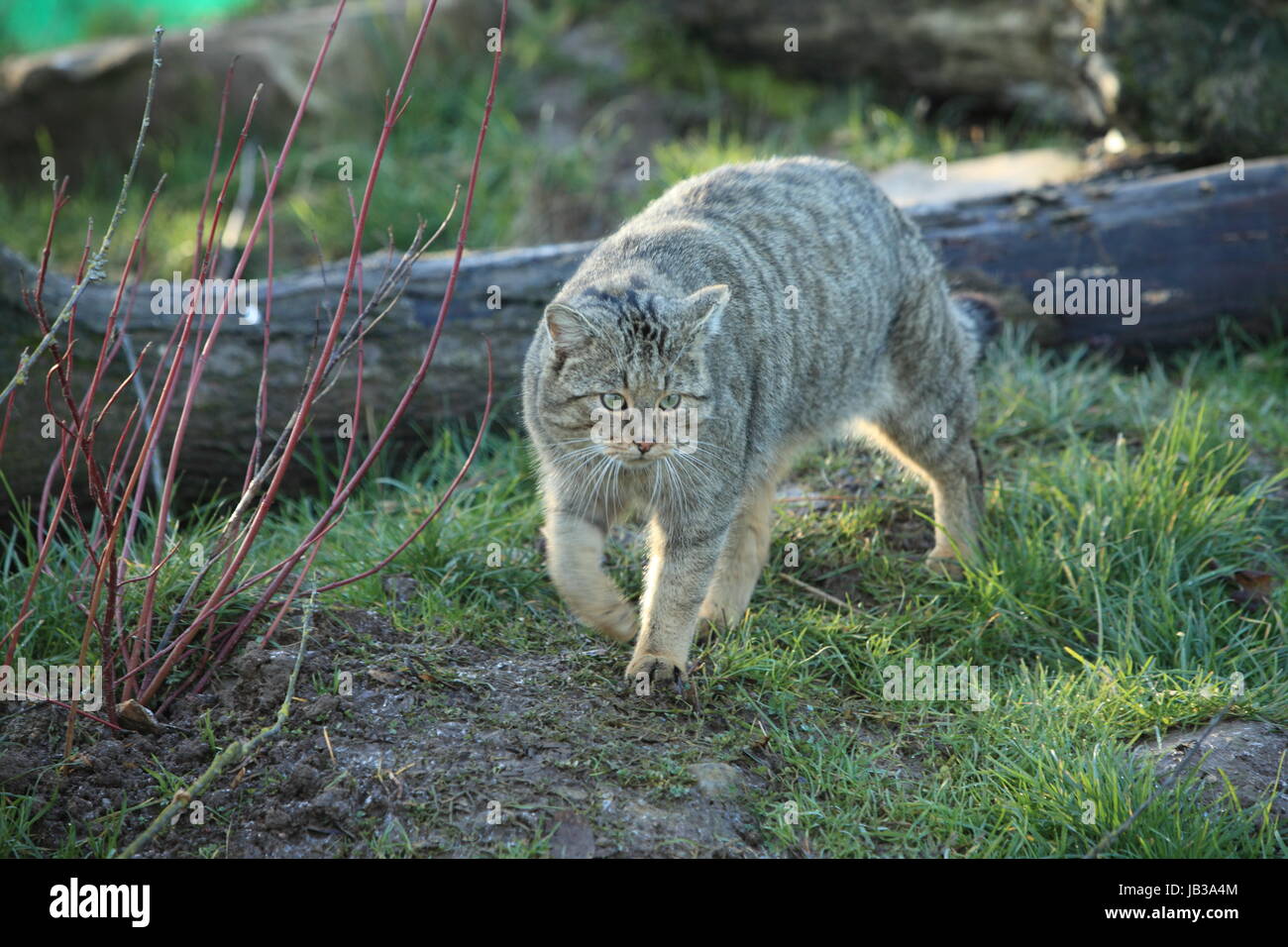 feline predator predator Stock Photo