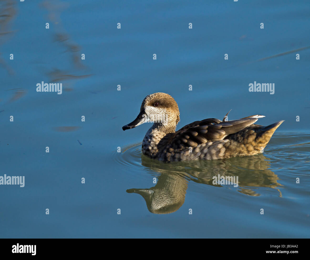 Marbled Duck and reflection Stock Photo