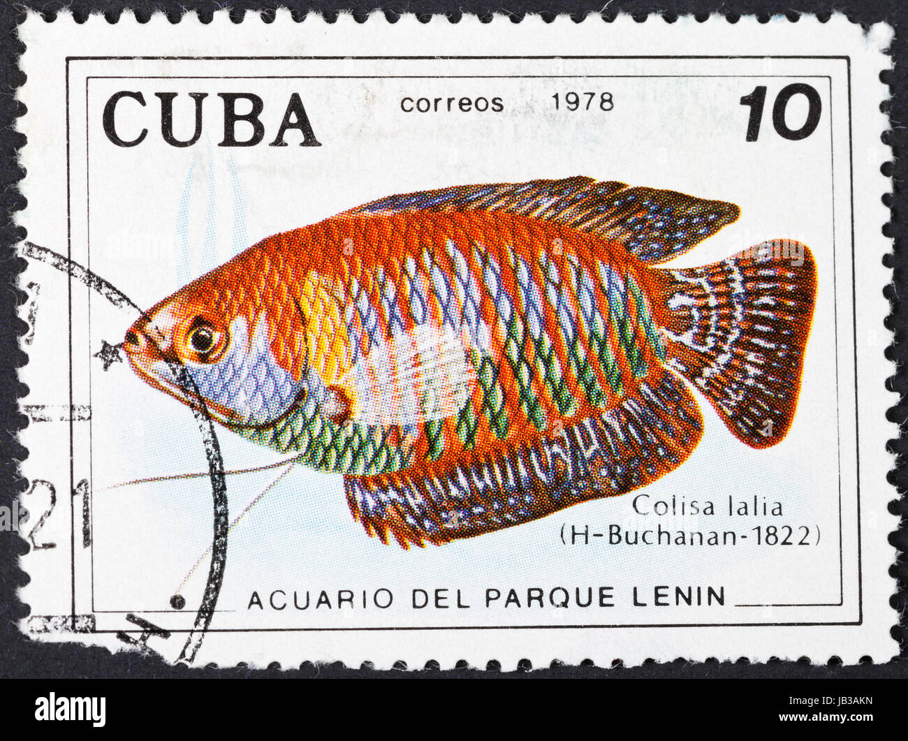 CUBA - CIRCA 1978: A postage stamp printed in the Cuba shows Colisa Lalia (Dwarf gourami ) - south asian labyrinth fish, circa 1978 Stock Photo