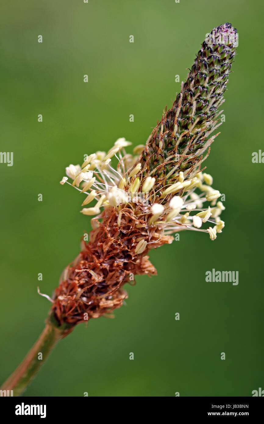 herb medicinal plant Stock Photo