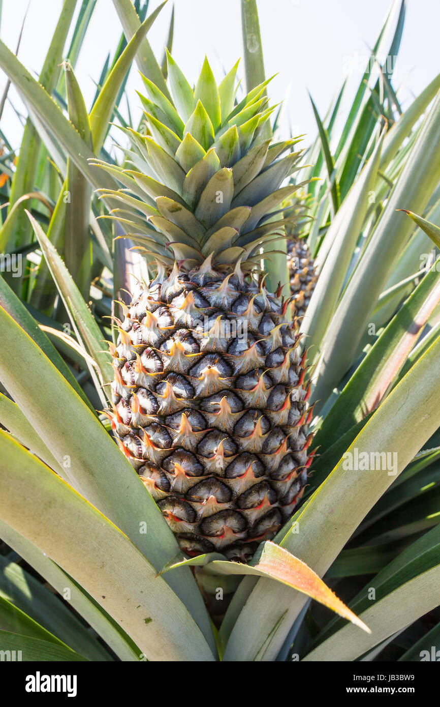 Young pineapple tree in plant close up Stock Photo Alamy