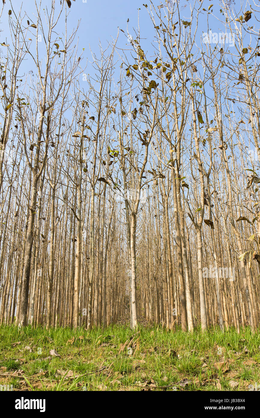 Teak trees at agricultural forest in summer Stock Photo Alamy