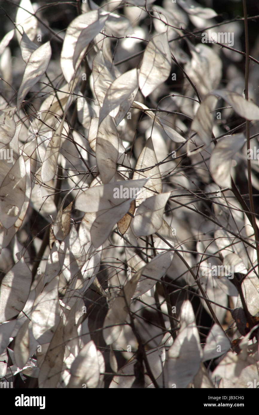 autumn floral background; white leaves; Lunaria biennis; Stock Photo