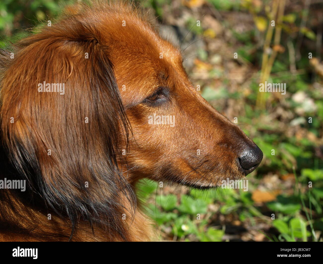 dachshund in profile Stock Photo