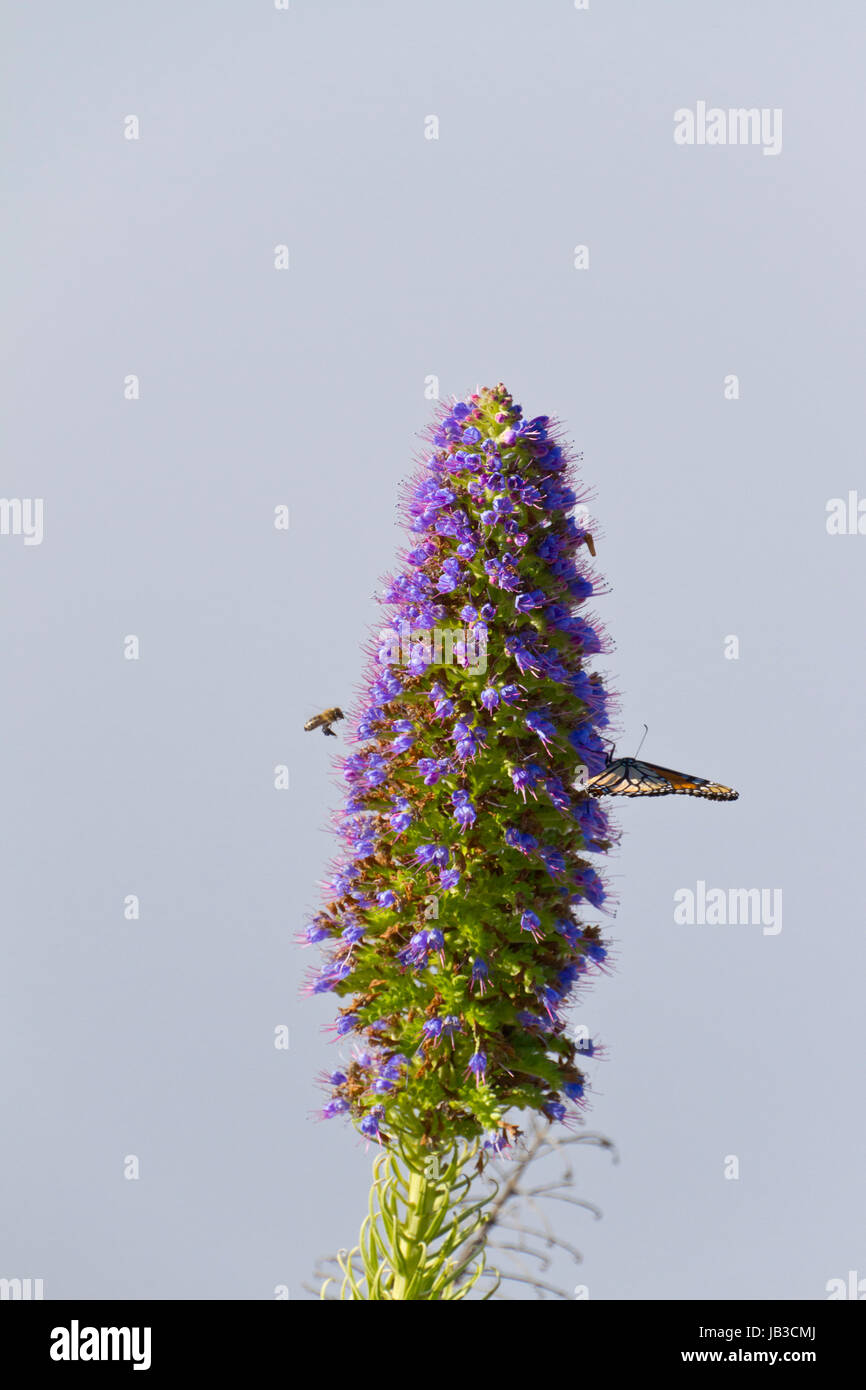 Blume mit Schmetterling und Biene Stock Photo