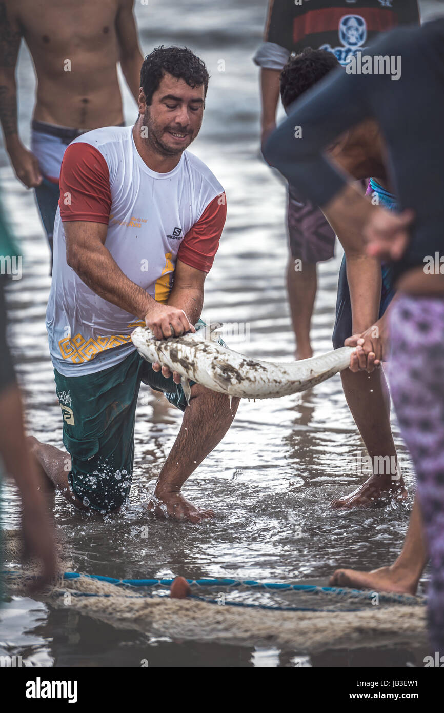 Ilha Do Mel, Paraná, Brazil - June 3, 2017: Native fishermen from Ilha do Mel (Honey Island) pulling the net with fish, for the Feast of the Mullet. Stock Photo