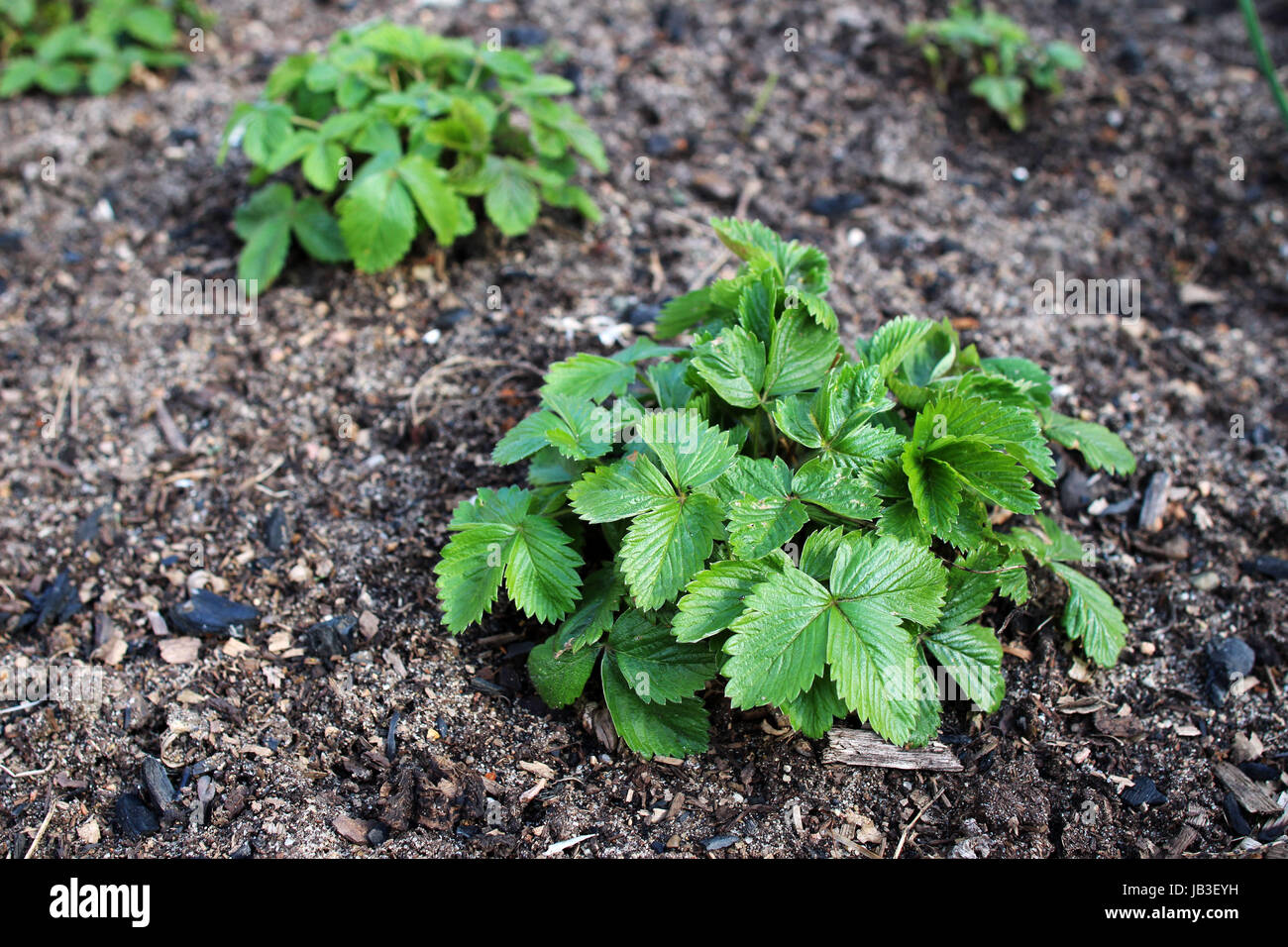 Growing strawberry plants in the vegetable garden Stock Photo - Alamy