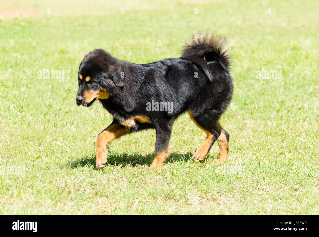 A young, beautiful, black and tan - gold Tibetan Mastiff puppy dog walking on the grass. Do Khyi dogs are known for being courageous, thoughtful and calm. Stock Photo
