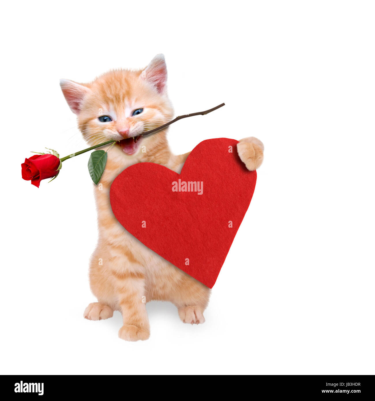Katze mit roter Rose und rotem Herz Stock Photo