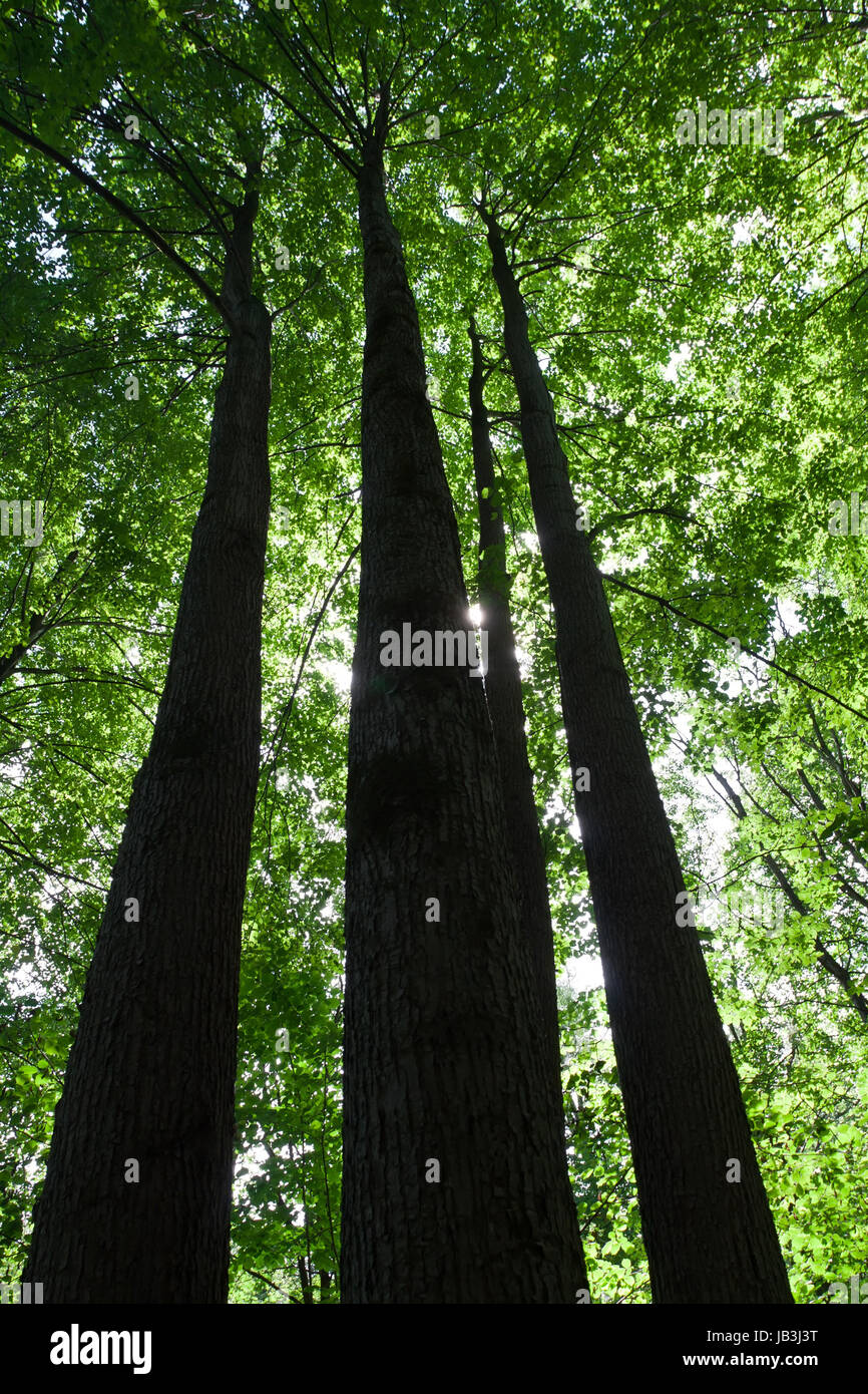 Beautiful photo of green forest on sunny day Stock Photo - Alamy