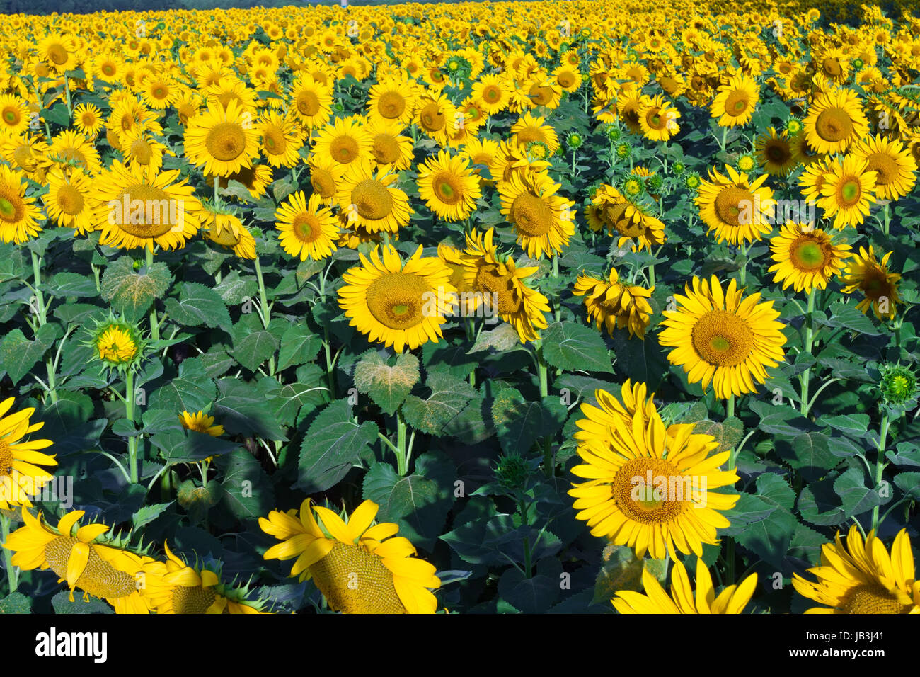 Beautiful blooming field of sunflowers under blue sky Stock Photo - Alamy