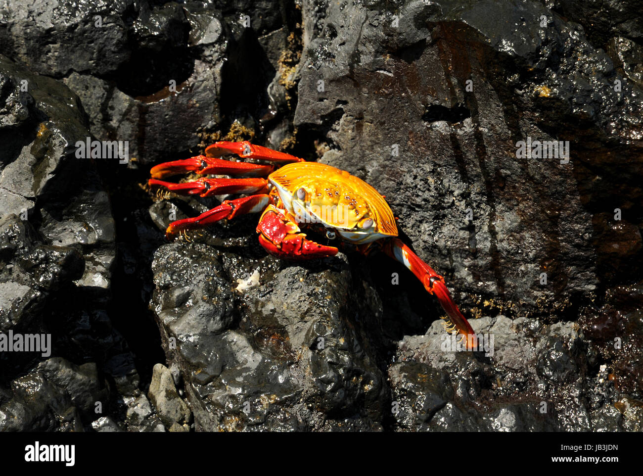grapsus crab Stock Photo