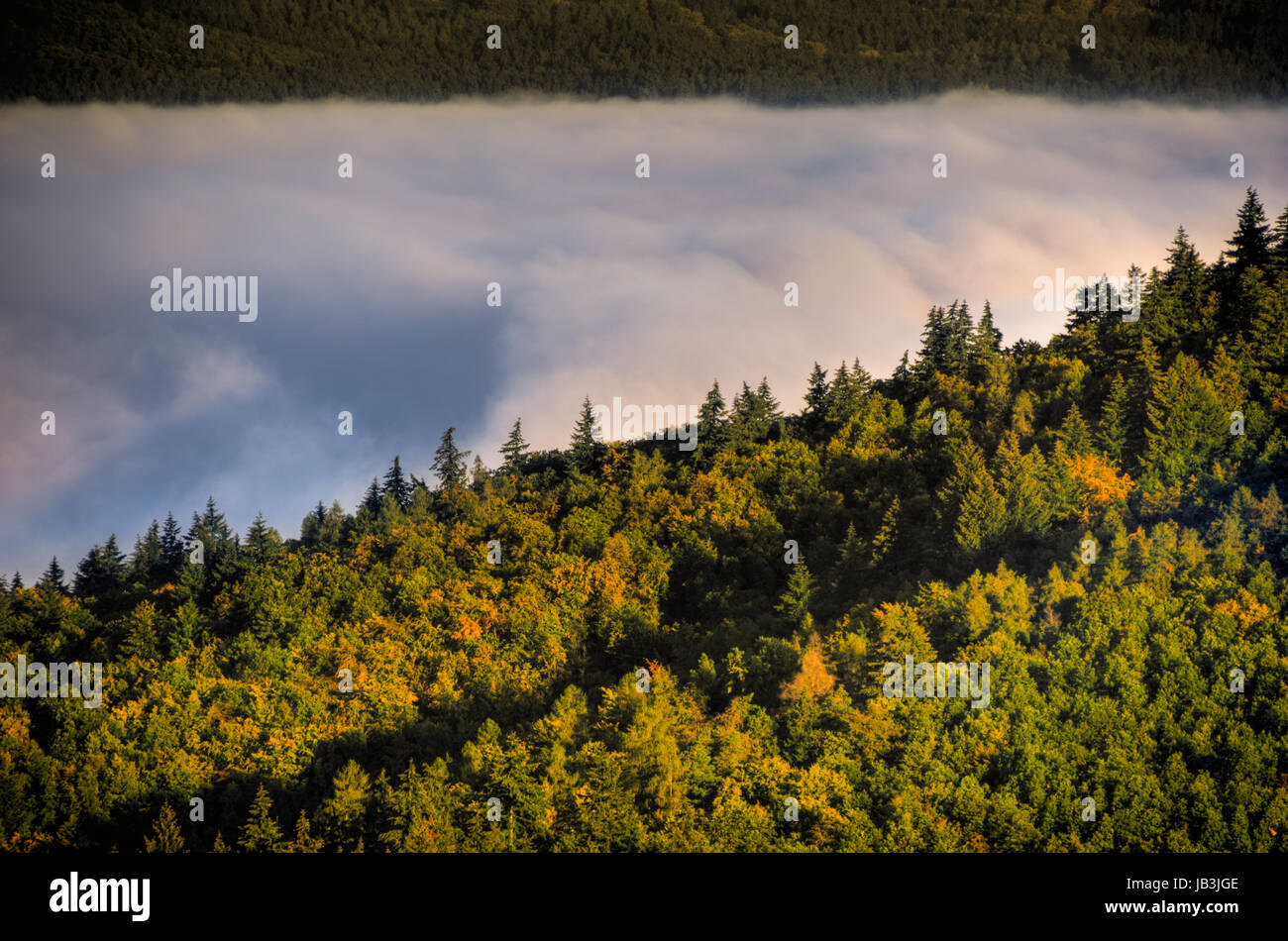 Aerial view of a foggy early morning in forrest Stock Photo - Alamy