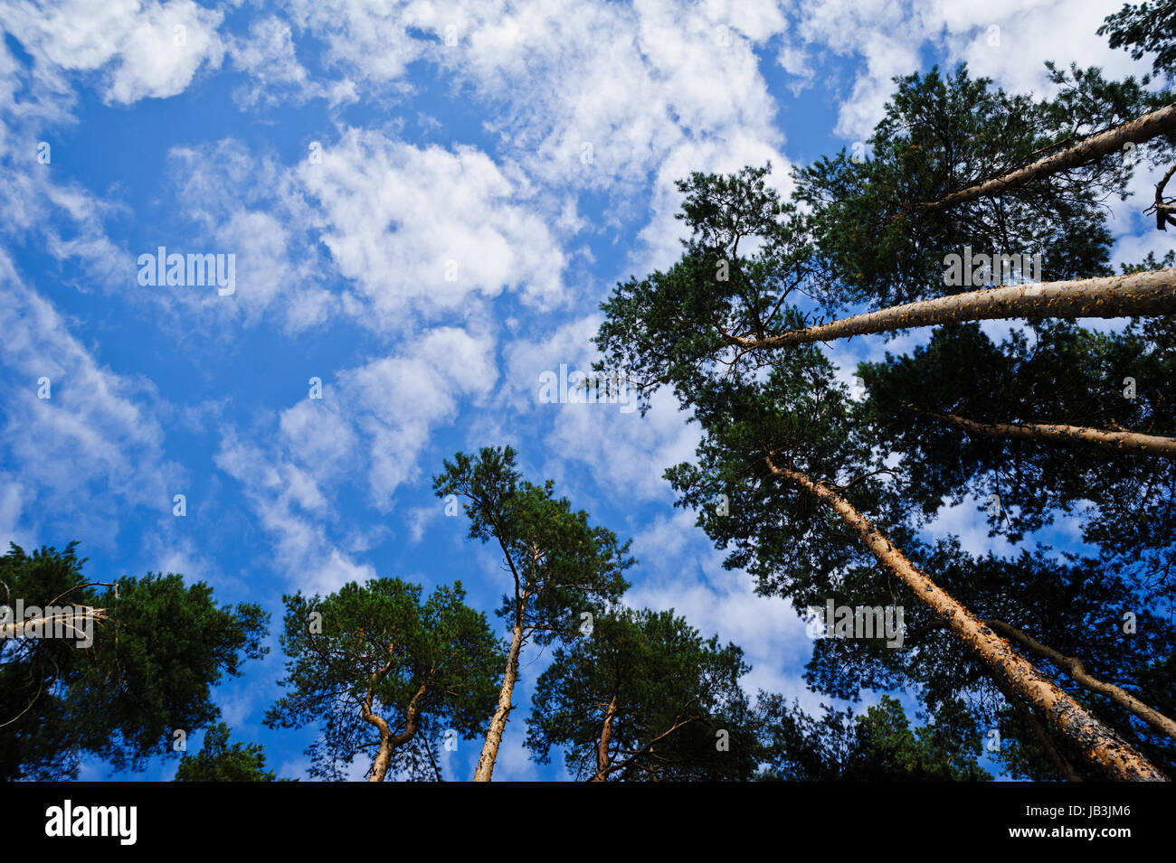PInes in forest reaching for clouds in sky Stock Photo - Alamy