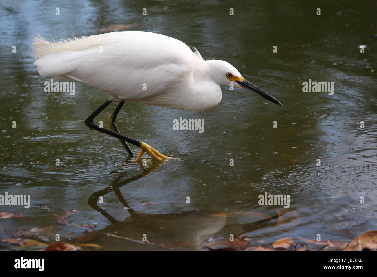 Snowy Egret hunting Stock Photo