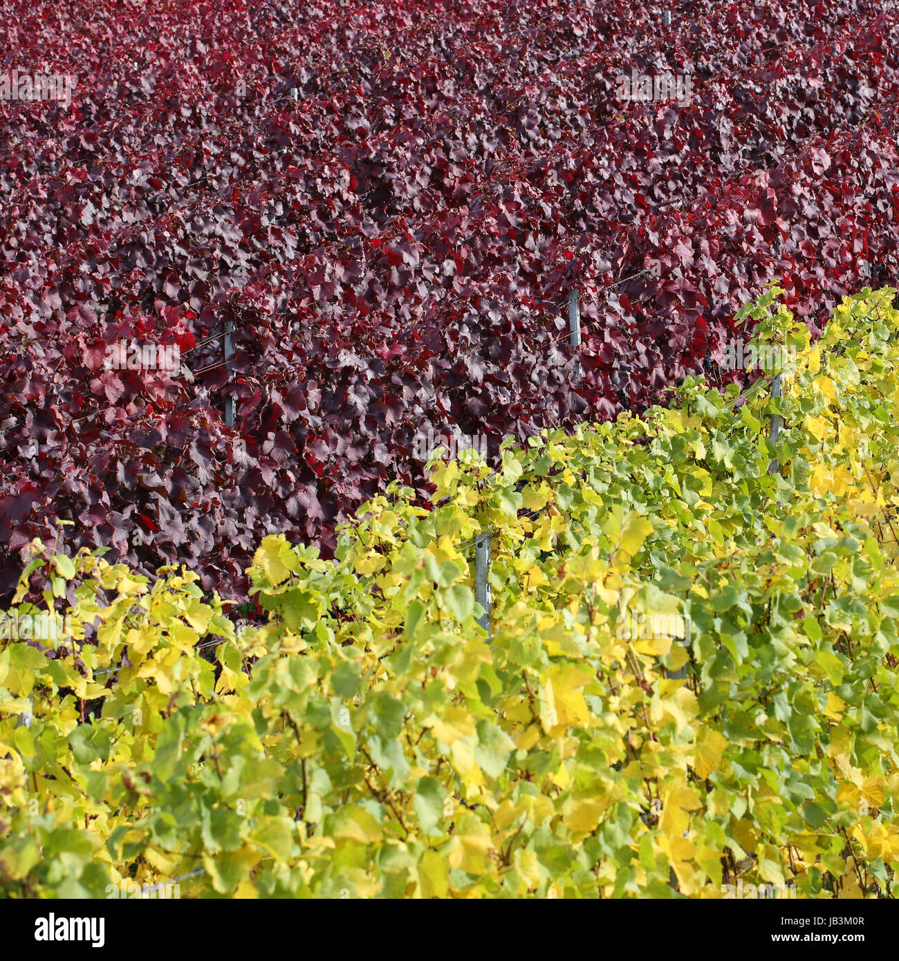 Bunte Weinberge im Herbst mit Weinstock für Rotwein und Weißwein Stock Photo