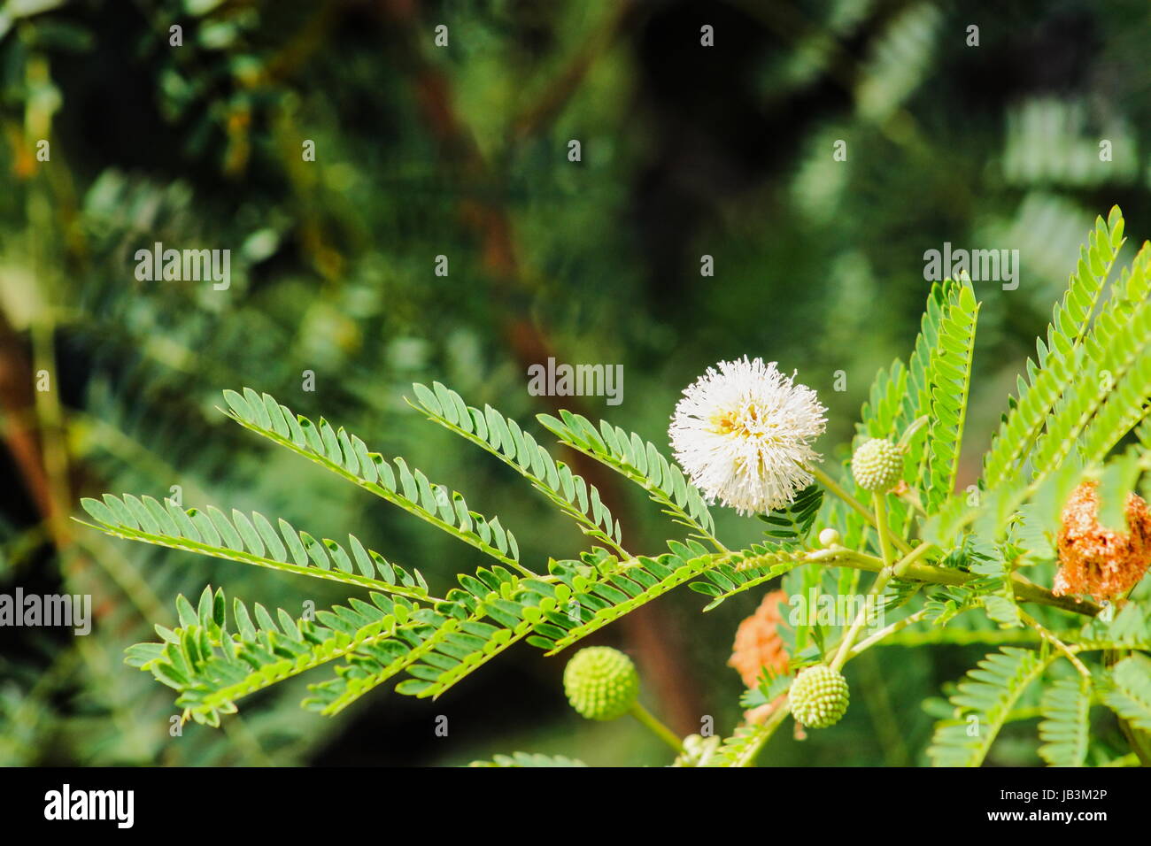 Sweet Acacia (Vachellia farnesiana) Stock Photo