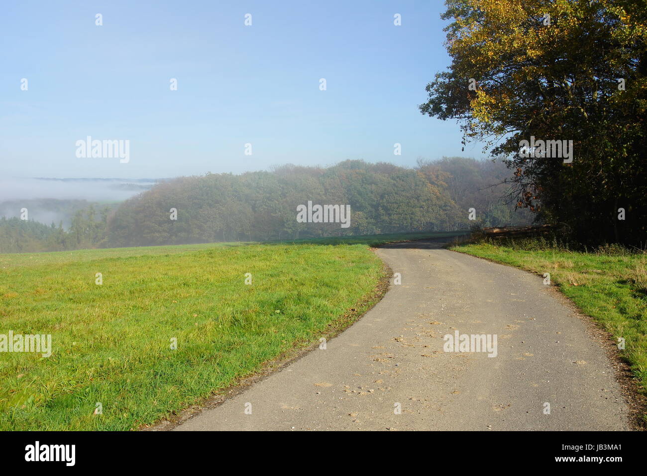 nebeliger Wald und Feldweg im Sonnenschein Stock Photo