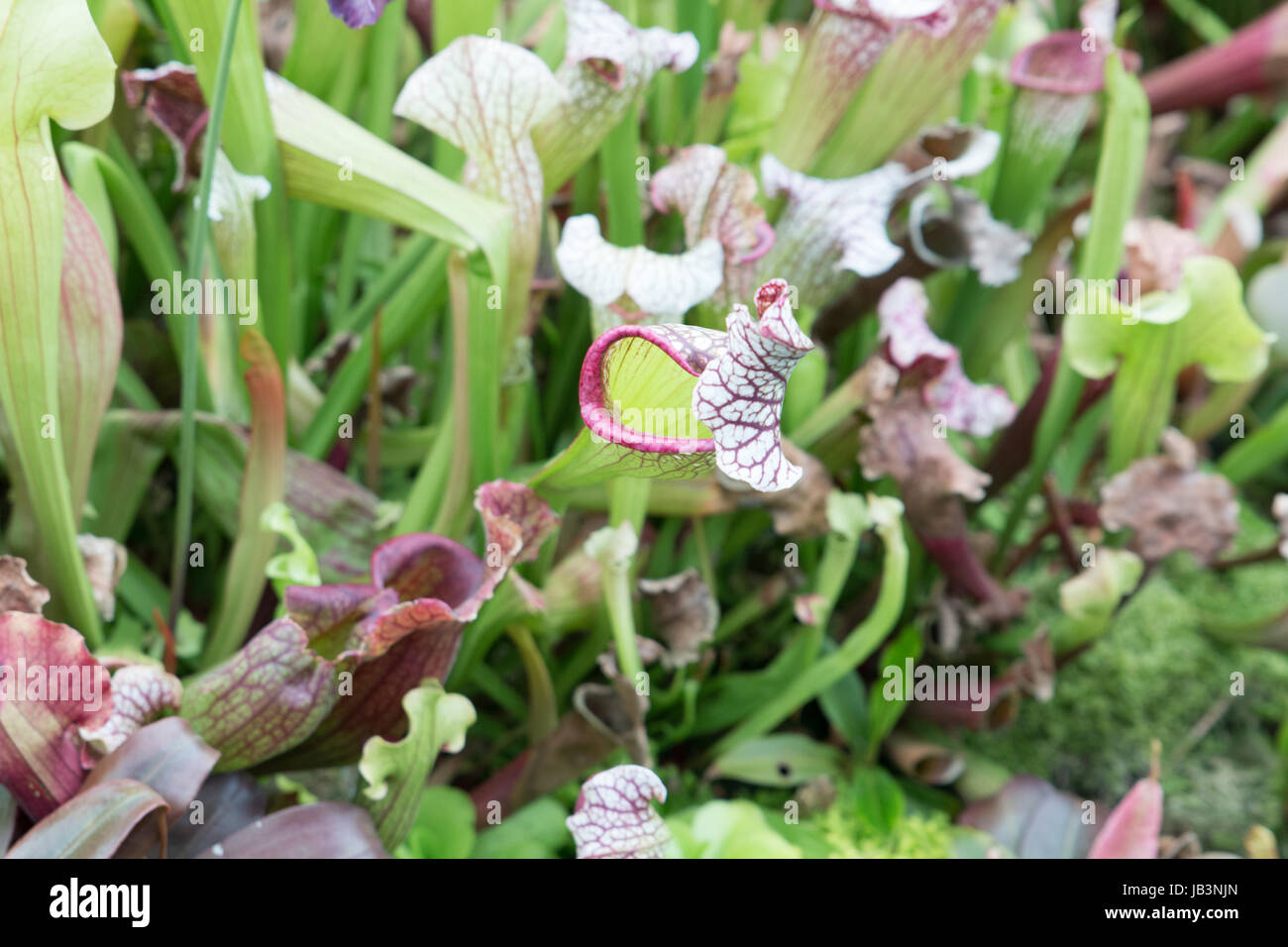 Pitcher plants in the Cloud Forest greenhouse in Gardens by the Bay Singapore Stock Photo