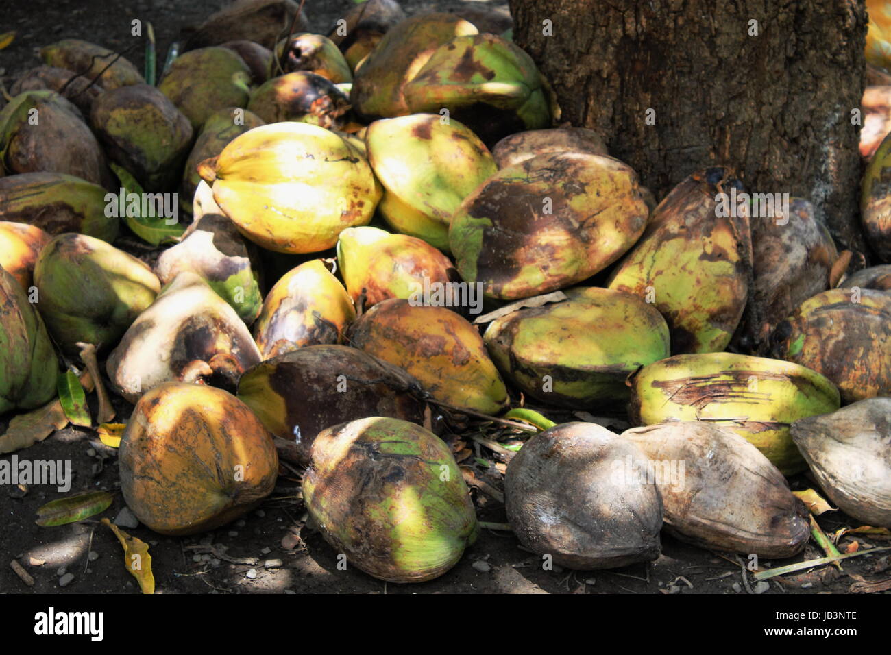 Fresh Green Coconuts in Hawaii Stock Photo Alamy