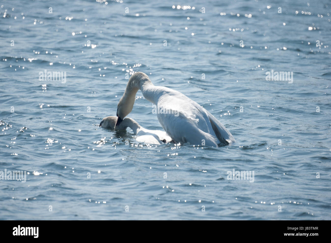 Mute swans mating Stock Photo