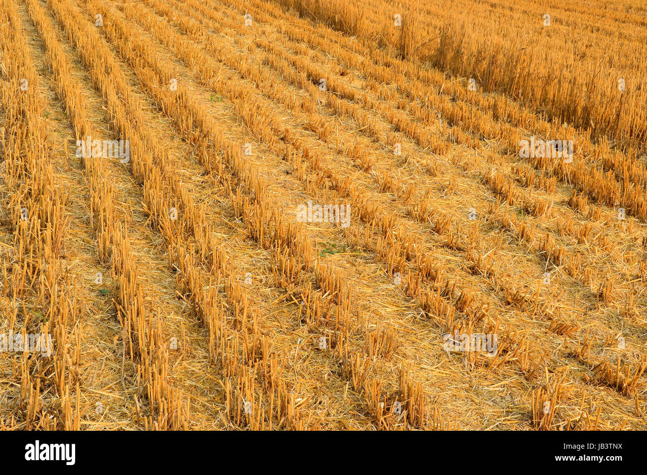 cornfield Stock Photo