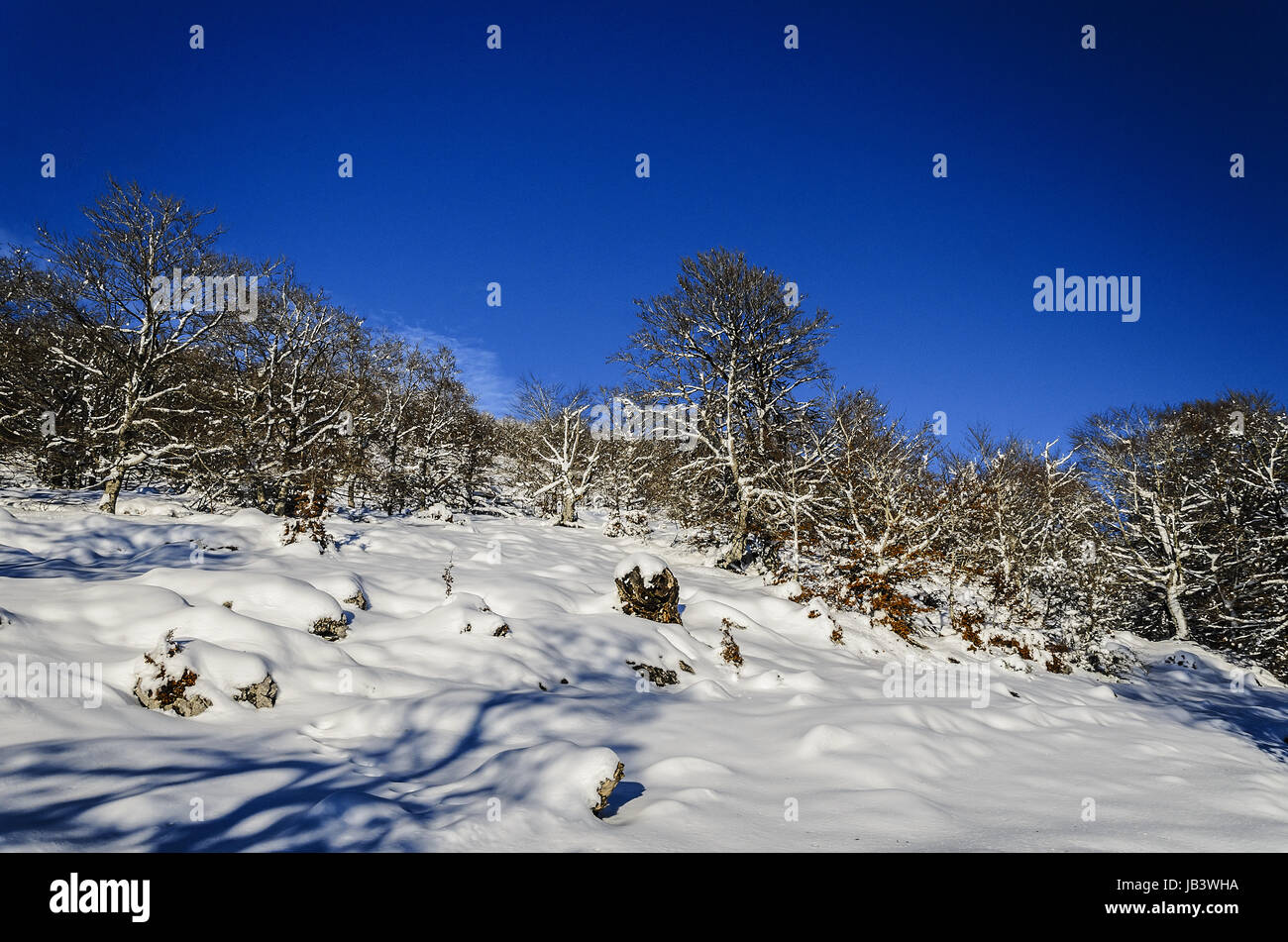 Beautiful winter picture in the forest Stock Photo - Alamy