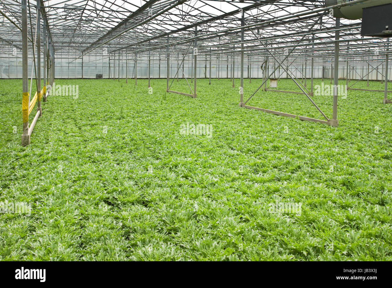 Monoculture of Andive plants growing in glasshouse in summer ...