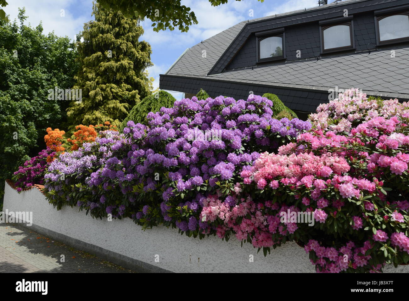 Rhododendron, Haus, blume, blumen, strauch, sträucher, mai, juni, garten,  bunt, wohnhaus, mauer, blüte, blüten, zierpflanze, zierstrauch Stock Photo  - Alamy