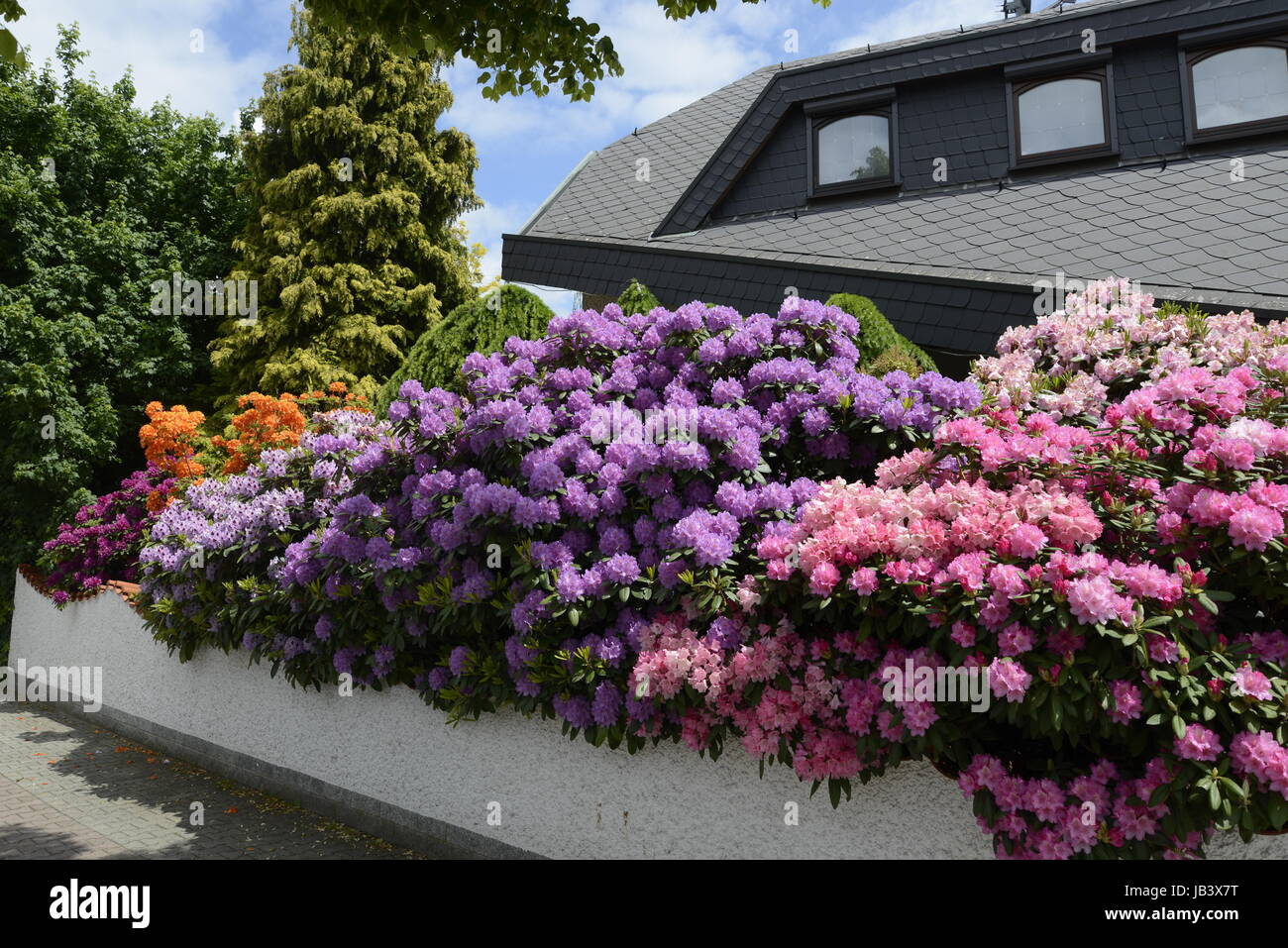 Rhododendron, Haus, blume, blumen, strauch, sträucher, mai, juni