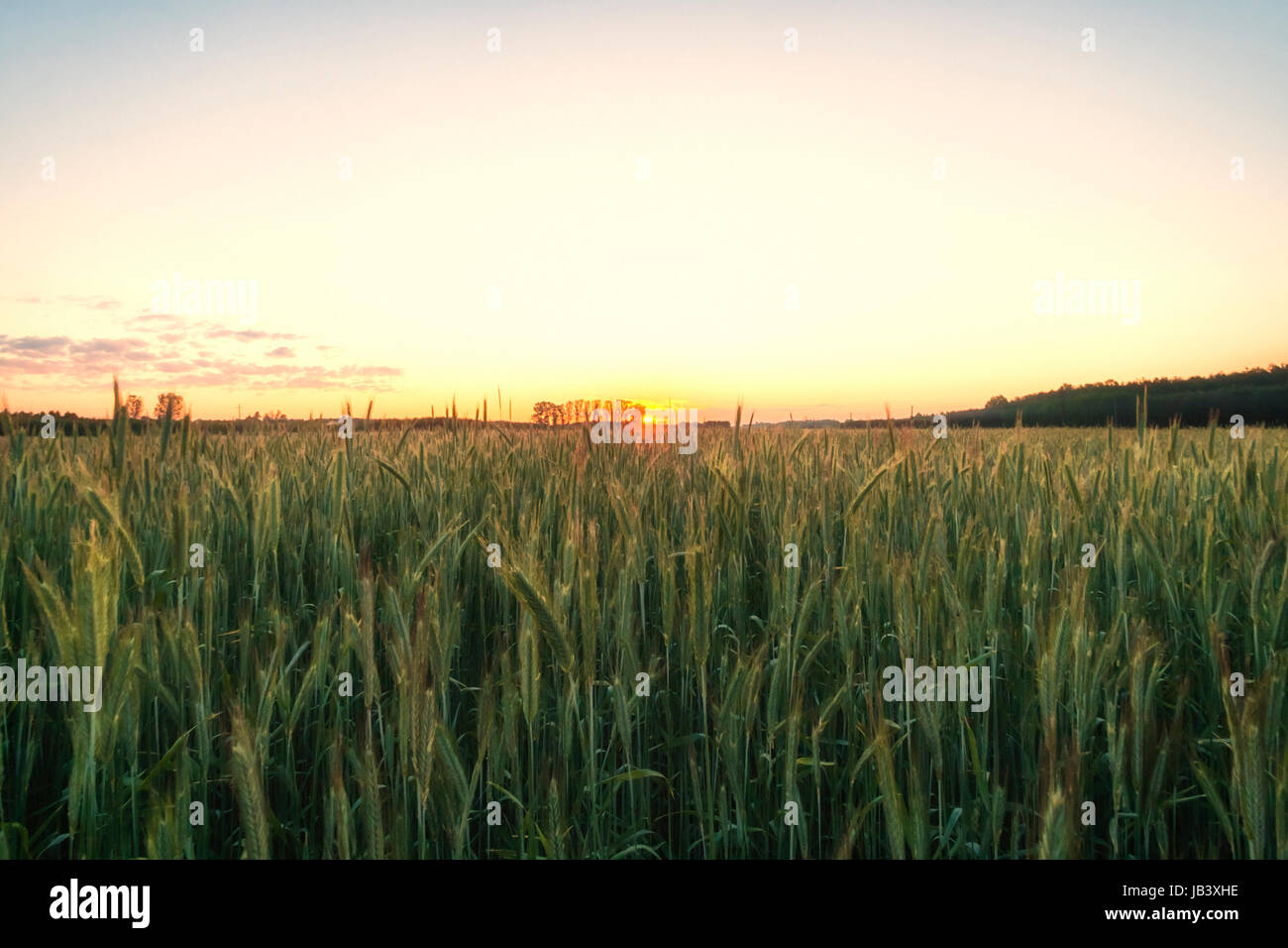 Ear of green wheat under sunrise Stock Photo