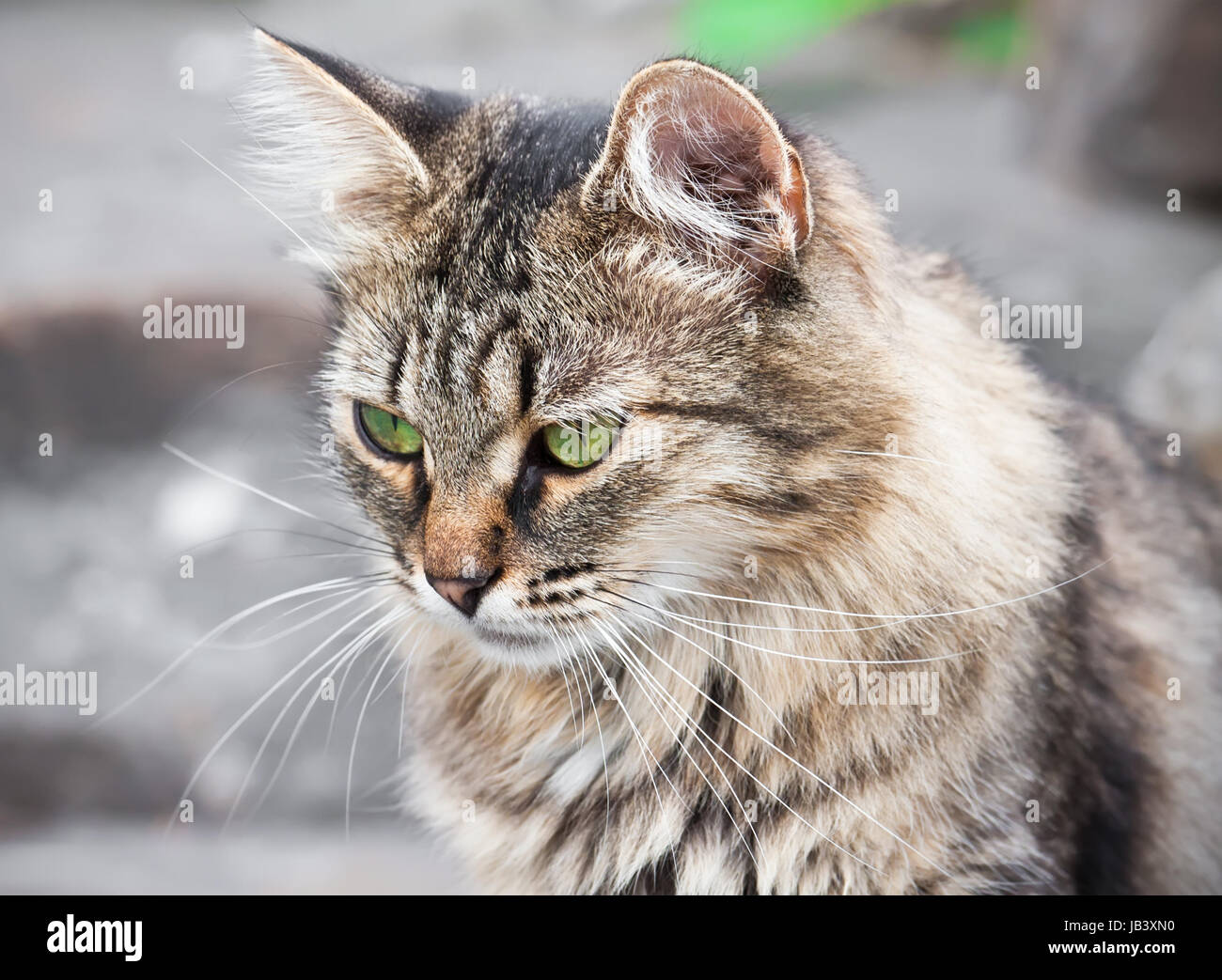 Beautiful close-up portrait of cat with green eyes Stock Photo - Alamy
